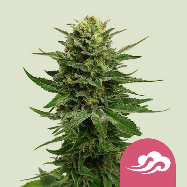 Blue Mystic Royal Queen Seeds